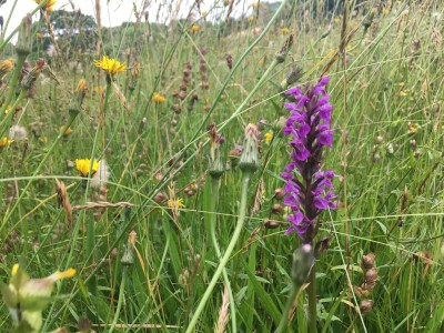 IMG_5135.jpeg