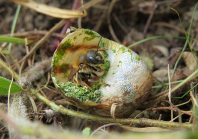 send Golden-fringed Mason Bee John Walters.jpg