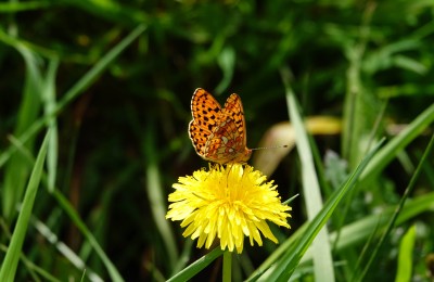 Pearl-bordered Frit DaveTurrell.JPG