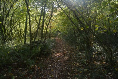 woodland path - autumn.JPG