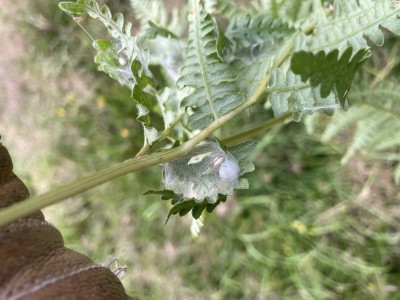IMG_0138.jpeg